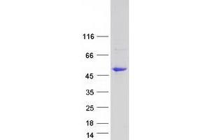 Western Blotting (WB) image for Protein tyrosine Phosphatase, Receptor Type, O (PTPRO) (Transcript Variant 3) protein (Myc-DYKDDDDK Tag) (ABIN2730148)