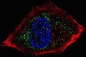 Fluorescent confocal image of HepG2 cells stained with NeuroD1 antibody. (NEUROD1 抗体  (AA 15-45))