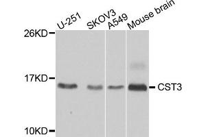 Western blot analysis of extracts of various cells, using CST3 antibody. (CST3 抗体)