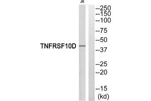 Western blot analysis of extracts from Jurkat cells, using TNFRSF10D antibody. (DcR2 抗体  (Internal Region))
