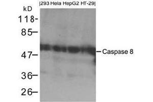 Western blot analysis of extracts from 293, Hela, HepG2 and HT-29 cells using Caspase 8. (Caspase 8 抗体  (AA 217-221))