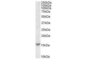 Image no. 1 for anti-T-Cell Leukemia/lymphoma 1A (TCL1A) (Internal Region) antibody (ABIN374885) (TCL1A 抗体  (Internal Region))