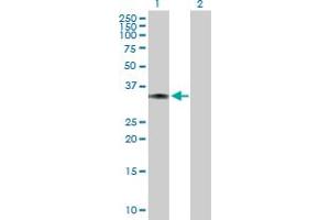 Western Blot analysis of LDHC expression in transfected 293T cell line by LDHC MaxPab polyclonal antibody. (Lactate Dehydrogenase C 抗体  (AA 1-332))