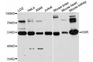 Western blot analysis of extracts of various cell lines, using GSR antibody. (Glutathione Reductase 抗体  (AA 273-522))