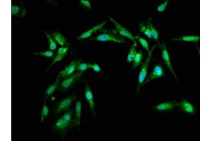 Immunofluorescence (IF) image for anti-ADP Ribosylation Factor Like GTPase 1 (ARL1) (AA 2-181) antibody (ABIN7143473)