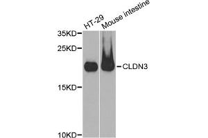 Western blot analysis of extracts of various cell lines, using CLDN3 antibody. (Claudin 3 抗体)