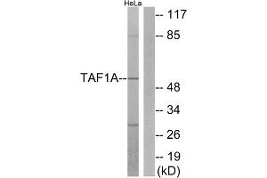 Western blot analysis of extracts from HeLa cells, using TAF1A antibody. (TAF1A 抗体  (Internal Region))