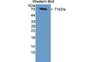 Western Blotting (WB) image for anti-Proteasome (Prosome, Macropain) 26S Subunit, Non-ATPase, 4 (Psmd4) (AA 1-377) antibody (ABIN5014171)