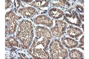 Immunohistochemical staining of paraffin-embedded Human Kidney tissue using anti-TUBAL3 mouse monoclonal antibody. (TUBAL3 抗体  (AA 150-446))