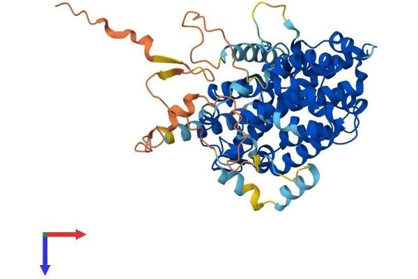 SESN3 Protein (AA 1-492) (His tag)