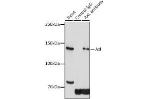 Immunoprecipitation analysis of 300 μg extracts of HeLa cells using 3 μg Axl antibody (ABIN7265804).