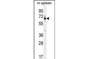 LMOD2 Antibody (N-term) (ABIN654322 and ABIN2844103) western blot analysis in mouse spleen tissue lysates (35 μg/lane). (Leiomodin 2 抗体  (N-Term))