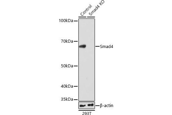 SMAD4 抗体