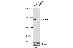 Western blot analysis of extracts from wild type (WT) and Smad4 knockout (KO) 293T cells, using Smad4 antibody (ABIN7270340) at 1:1000 dilution. (SMAD4 抗体)