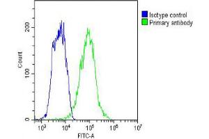 Overlay histogram showing HepG2 cells stained with Antibody (green line). (IGF2BP1 抗体  (C-Term))