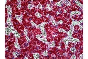 Anti-TBC1D10A antibody IHC of human liver. (TBC1D10A 抗体  (AA 2-14))