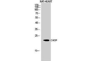 Western Blotting (WB) image for anti-DNA-Damage-Inducible Transcript 3 (DDIT3) (Internal Region) antibody (ABIN3183909) (DDIT3 抗体  (Internal Region))