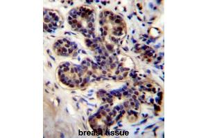 PROX2 Antibody (C-term) immunohistochemistry analysis in formalin fixed and paraffin embedded human breast tissue followed by peroxidase conjugation of the secondary antibody and DAB staining.
