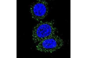 Immunofluorescence (IF) image for anti-V-Akt Murine Thymoma Viral Oncogene Homolog 2 (AKT2) antibody (ABIN2995320) (AKT2 抗体)