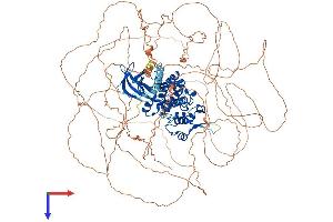 HIPK2 Protein (AA 1-1198) (His tag)