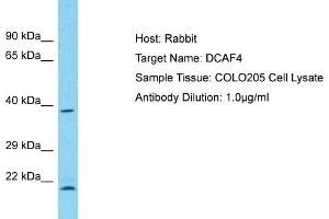 Host: Rabbit Target Name: DCAF4 Sample Type: COLO205 Whole Cell lysates Antibody Dilution: 1.