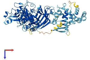 CAPN12 Protein (AA 1-720) (His tag)