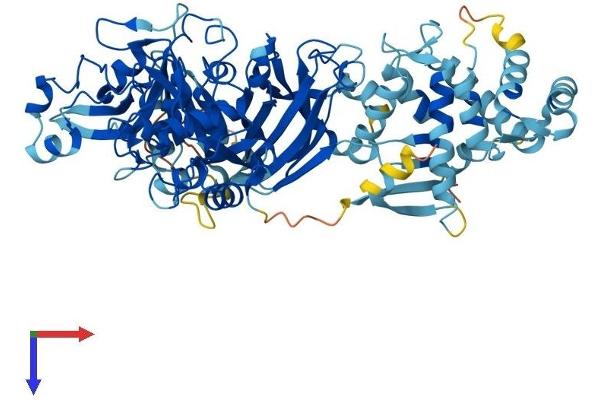 CAPN12 Protein (AA 1-720) (His tag)