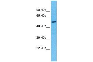 Western Blotting (WB) image for anti-Tektin 5 (TEKT5) (N-Term) antibody (ABIN2791321) (TEKT5 抗体  (N-Term))