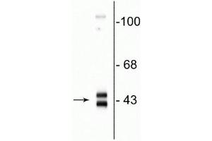 Western blot of rat hippocampal homogenate showing specific immunolabeling of the ~42-44 kDa ERK/MAPK protein. (MAPK1/2 (C-Term) 抗体)