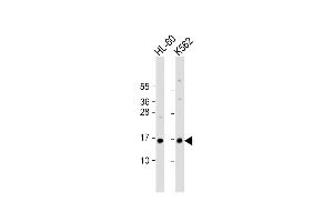 Western Blot at 1:1000 dilution Lane 1: HL-60 whole cell lysate Lane 2: K562 whole cell lysate Lysates/proteins at 20 ug per lane. (SNRPD1 抗体  (AA 46-78))