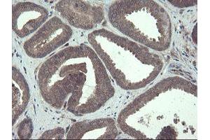 Image no. 15 for anti-TSC22 Domain Family, Member 1 (TSC22D1) antibody (ABIN1501535)