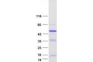 Validation with Western Blot (PLEKHA1 Protein (Transcript Variant 1) (Myc-DYKDDDDK Tag))