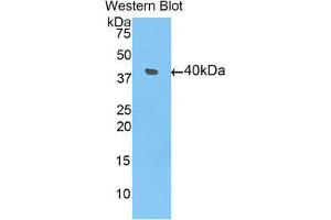 Western Blotting (WB) image for anti-Bone Morphogenetic Protein 10 (BMP10) (AA 315-424) antibody (ABIN3205472) (BMP10 抗体  (AA 315-424))