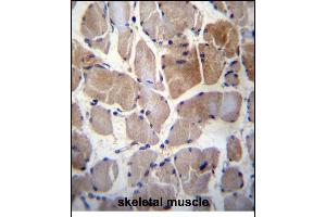 RPS6KC1 Antibody (N-term) (ABIN656394 and ABIN2845689) immunohistochemistry analysis in formalin fixed and paraffin embedded human skeletal muscle followed by peroxidase conjugation of the secondary antibody and DAB staining. (RPS6KC1 抗体  (N-Term))