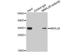Immunoprecipitation analysis of 200 μg extracts of 293T cells using 1 μg MRPL28 antibody (ABIN5973497). (MRPL28 抗体)