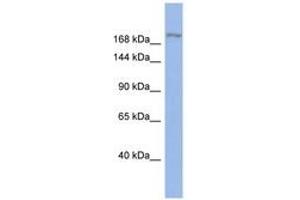 Image no. 1 for anti-Bromodomain Adjacent To Zinc Finger Domain, 1A (BAZ1A) (AA 1259-1308) antibody (ABIN6742324) (BAZ1A 抗体  (AA 1259-1308))