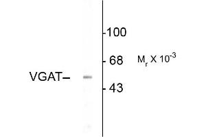 Western blots of rat hippocampal lysate showing specific immunolabeling of the ~53k VGAT protein. (SLC32A1 抗体  (N-Term))