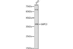 Western blot analysis of extracts of 293T cells, using G6PC3 antibody (ABIN7267401) at 1:1000 dilution. (G6PC3 抗体  (AA 50-150))