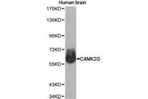 Western Blotting (WB) image for anti-Calcium/calmodulin-Dependent Protein Kinase II gamma (CAMK2G) antibody (ABIN1871416) (CAMKII gamma 抗体)