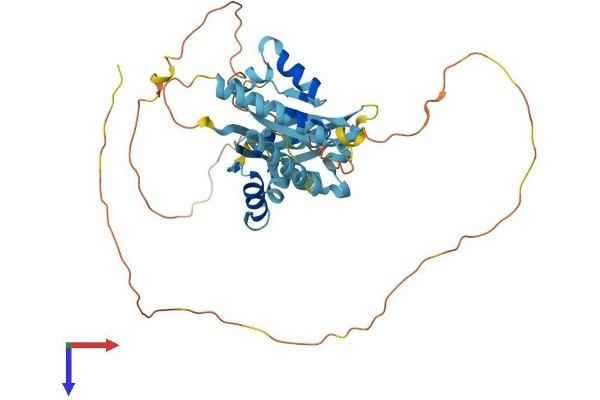 PCBP4 Protein (AA 1-403) (His tag)