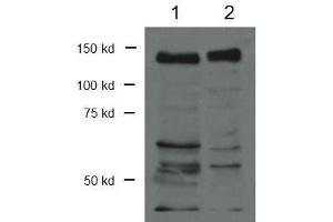 Western Blot of Rabbit Anti-CTCF Antibody. (CTCF 抗体  (C-Term))