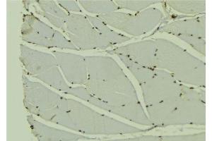 ABIN6278293 at 1/100 staining Mouse muscle tissue by IHC-P. (Transportin 3 抗体  (Internal Region))