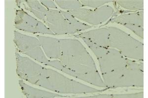 ABIN6278293 at 1/100 staining Mouse muscle tissue by IHC-P.