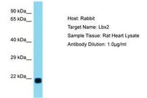 Image no. 1 for anti-Ladybird Homeobox 2 (LBX2) (C-Term) antibody (ABIN6750258) (LBX2 抗体  (C-Term))
