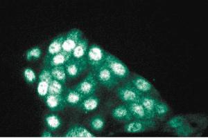 Immunofluorescence staining of MDCK cells (Canine kidney, ATCC CCL-34). (PP5 抗体  (AA 36-238))