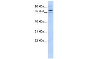 Image no. 1 for anti-Sec23 Homolog B (SEC23B) (AA 575-624) antibody (ABIN6743627) (Sec23 Homolog B 抗体  (AA 575-624))