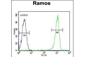 C11orf53 Antibody (C-term) (ABIN654875 and ABIN2844531) flow cytometric analysis of Ramos cells (right histogram) compared to a negative control cell (left histogram). (C11orf53 抗体  (C-Term))