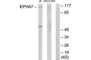 Western blot analysis of extracts from Jurkat cells/COLO205 cells, using EPHA7 Antibody. (EPH Receptor A7 抗体  (AA 451-500))