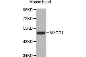Western Blotting (WB) image for anti-Myogenic Differentiation 1 (MYOD1) (AA 150-250) antibody (ABIN1513236) (MYOD1 抗体  (AA 150-250))