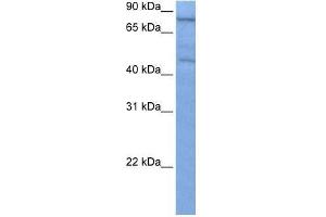 ZNF555 antibody used at 0. (ZNF555 抗体  (C-Term))